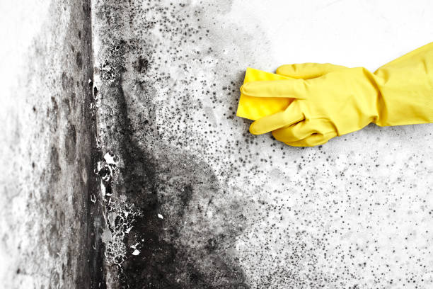 Best Asbestos and Lead Testing During Mold Inspection  in Eagle, CO