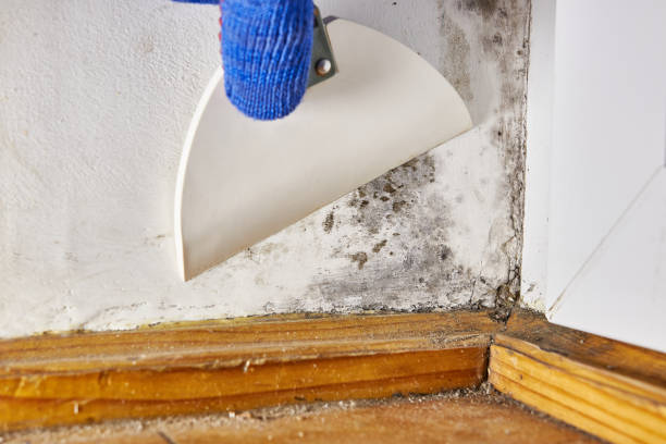 Best Environmental Consulting for Mold Prevention  in Eagle, CO